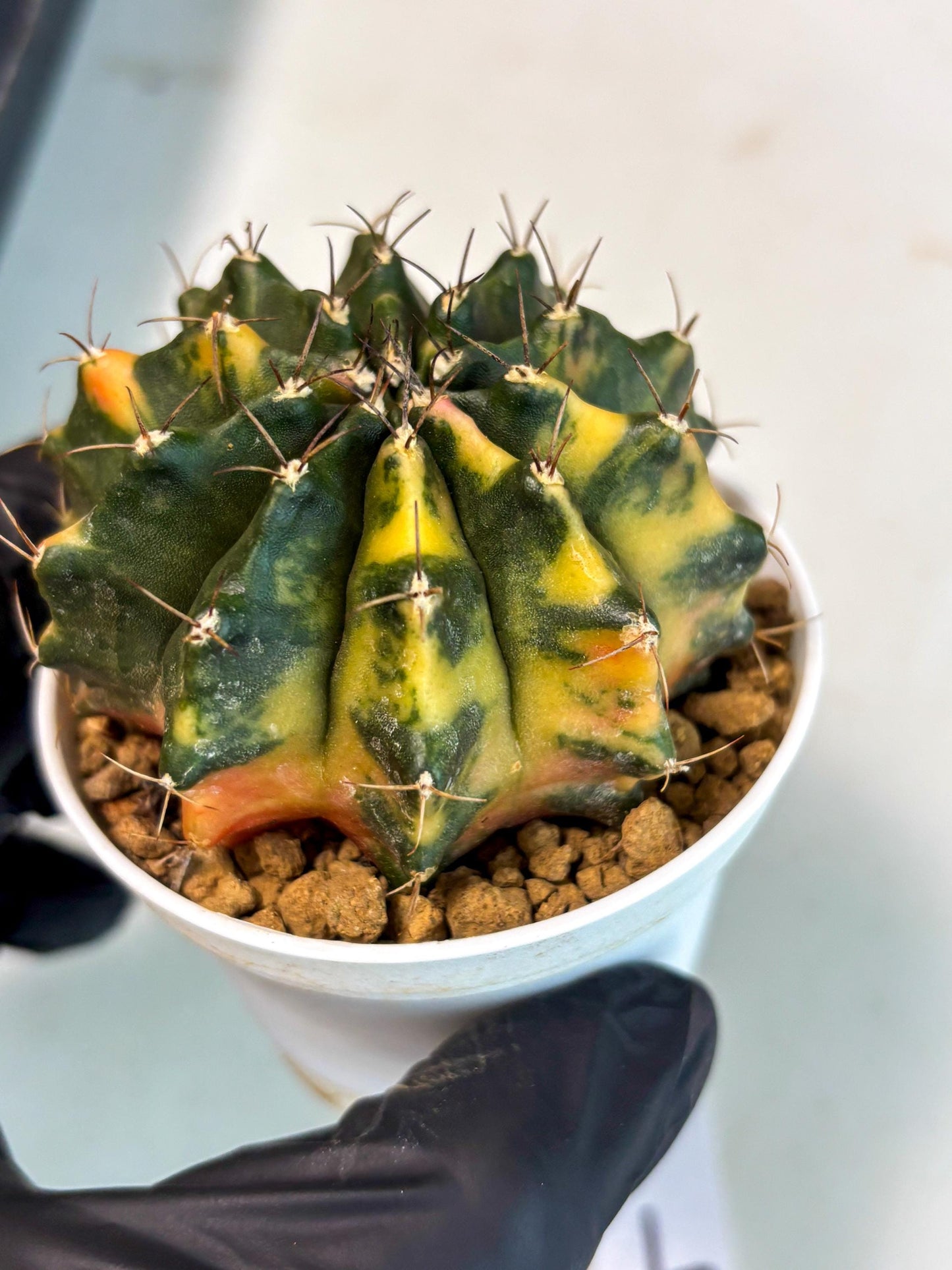 Gymnocalycium Mihanovichii (gy15) (g4) | Imported Plants