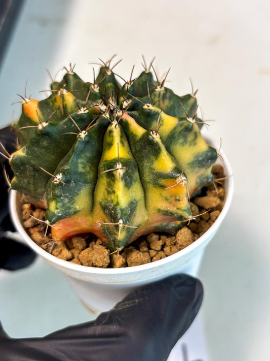 Gymnocalycium Mihanovichii (gy15) (g4) | Imported Plants