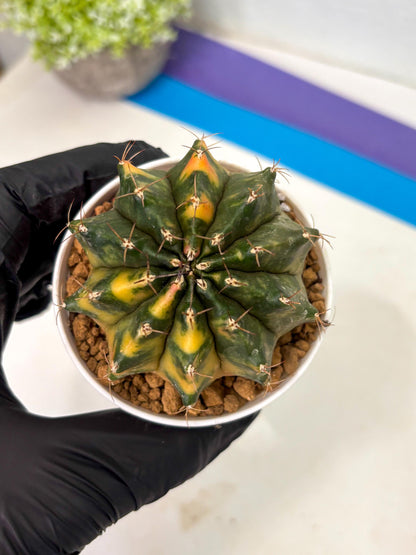 Gymnocalycium Mihanovichii (gy15) (g4) | Imported Plants