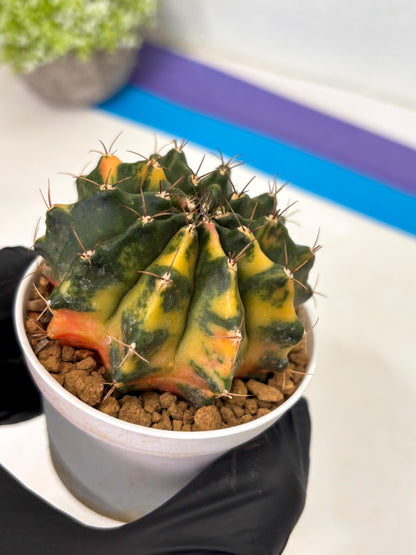 Gymnocalycium Mihanovichii (gy15) (g4) | Imported Plants