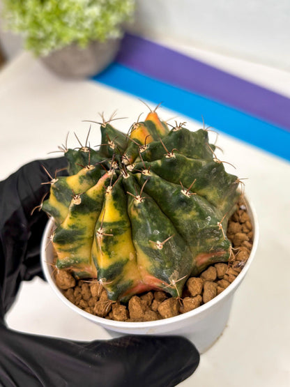 Gymnocalycium Mihanovichii (gy15) (g4) | Imported Plants