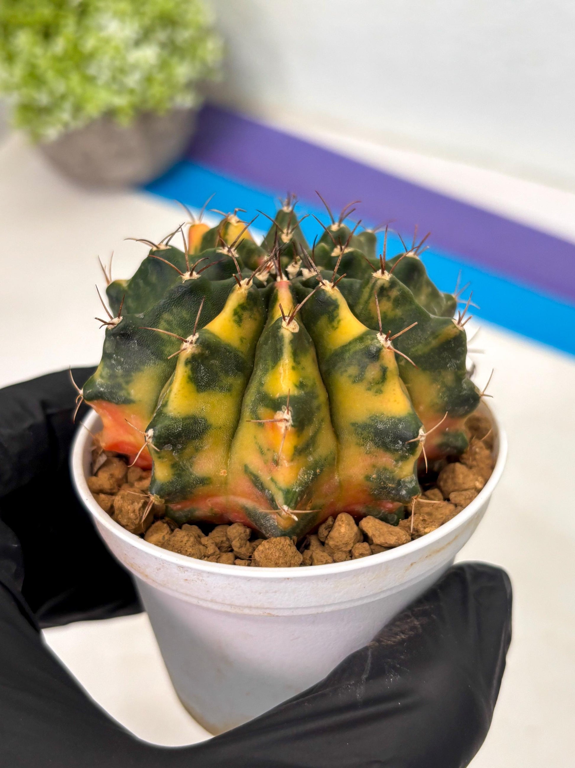 Gymnocalycium Mihanovichii (gy15) (g4) | Imported Plants