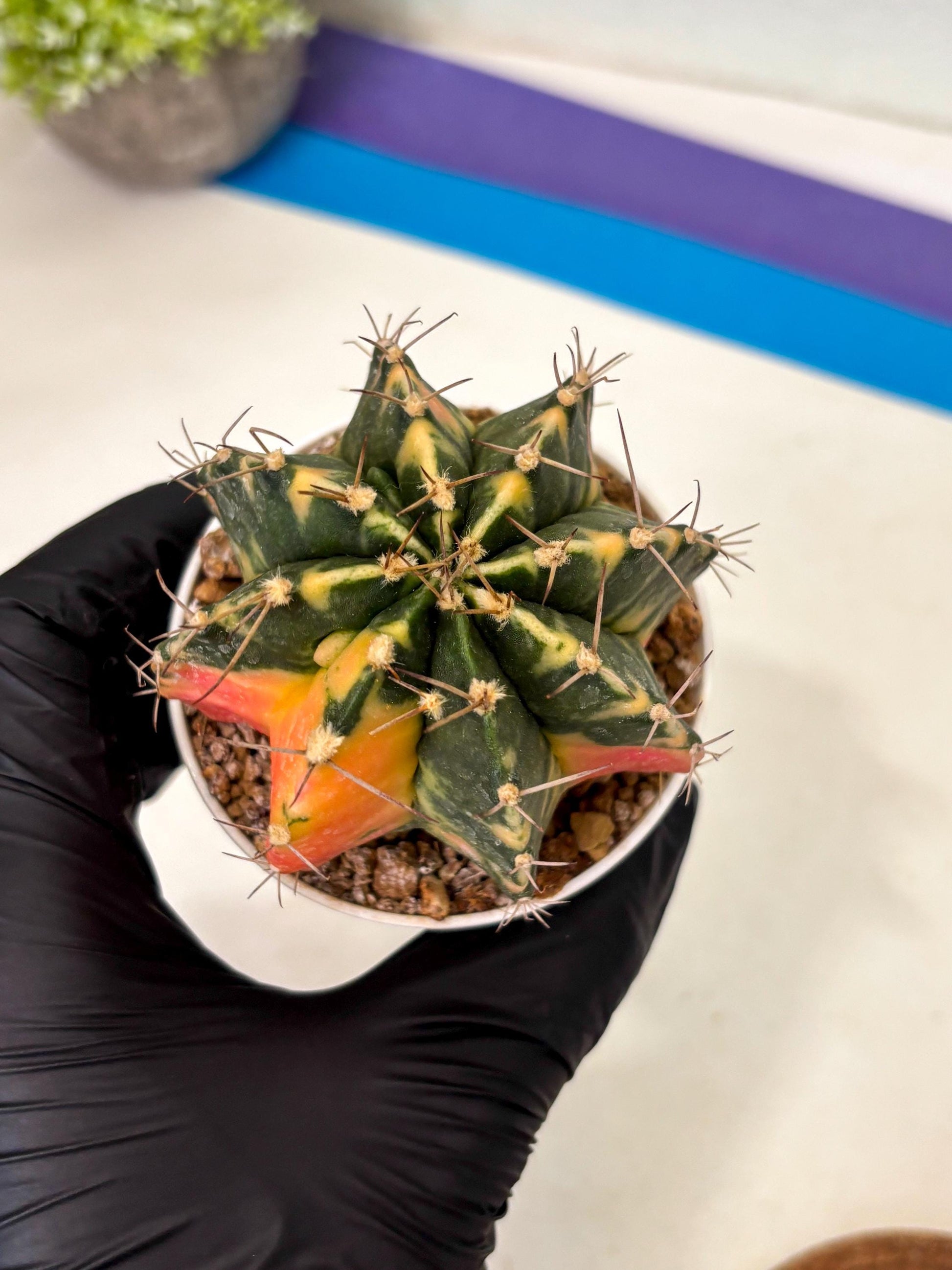 Gymnocalycium Mihanovichii (gy15) (g5) | Imported Plants
