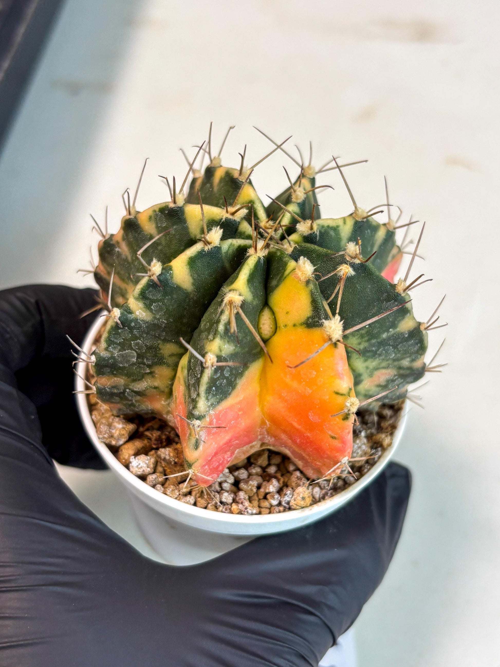 Gymnocalycium Mihanovichii (gy15) (g5) | Imported Plants