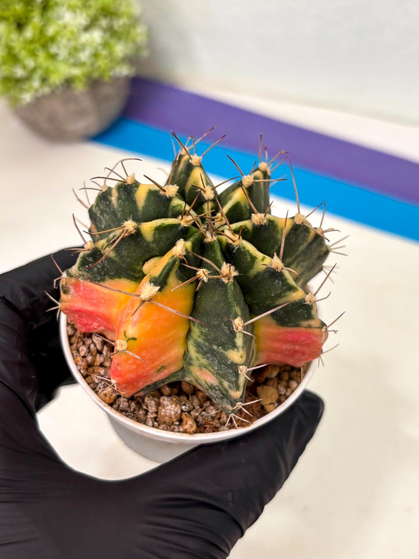 Gymnocalycium Mihanovichii (gy15) (g5) | Imported Plants