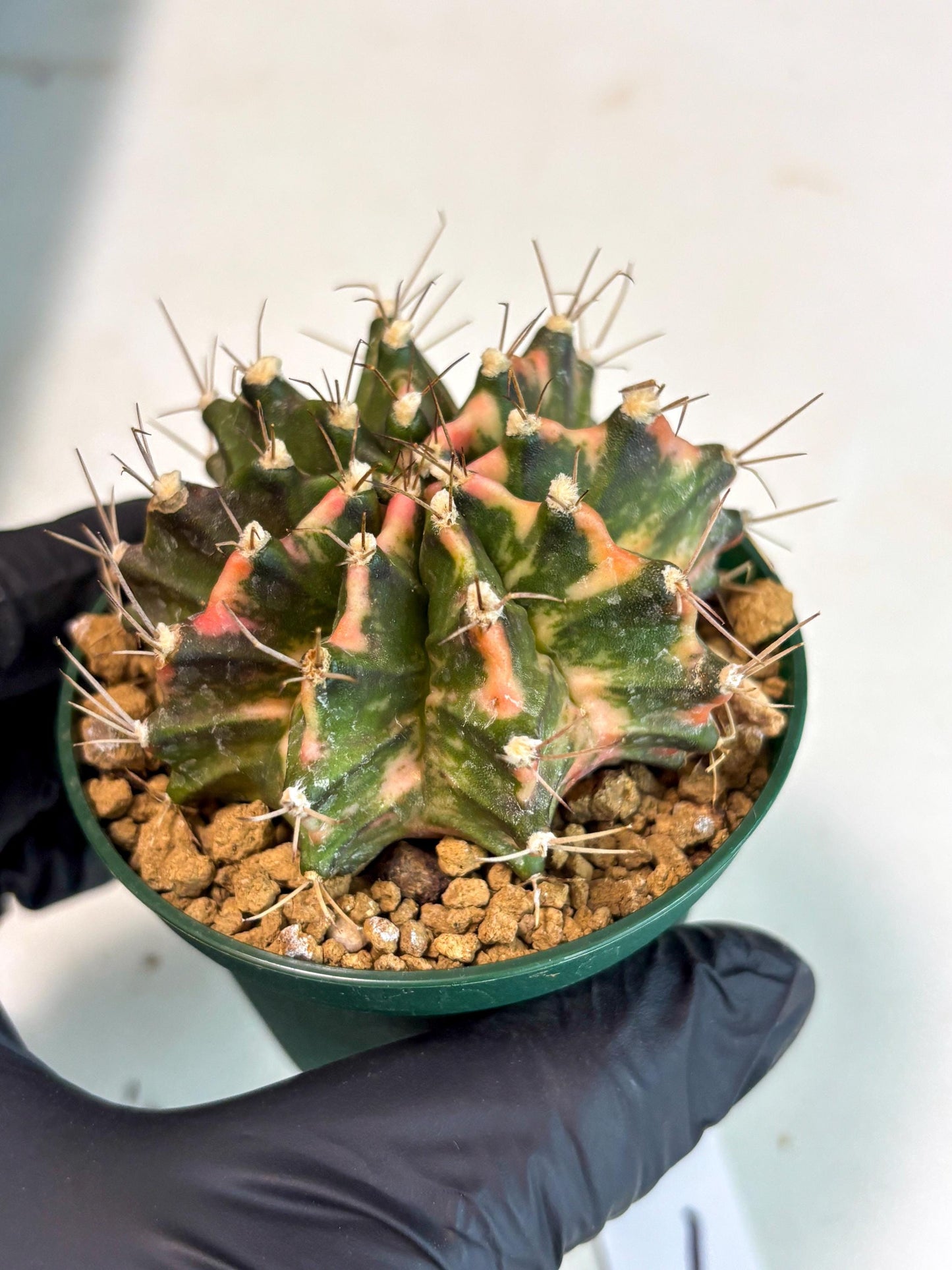 Gymnocalycium Mihanovichii (gy15) (y1) | Imported Plants