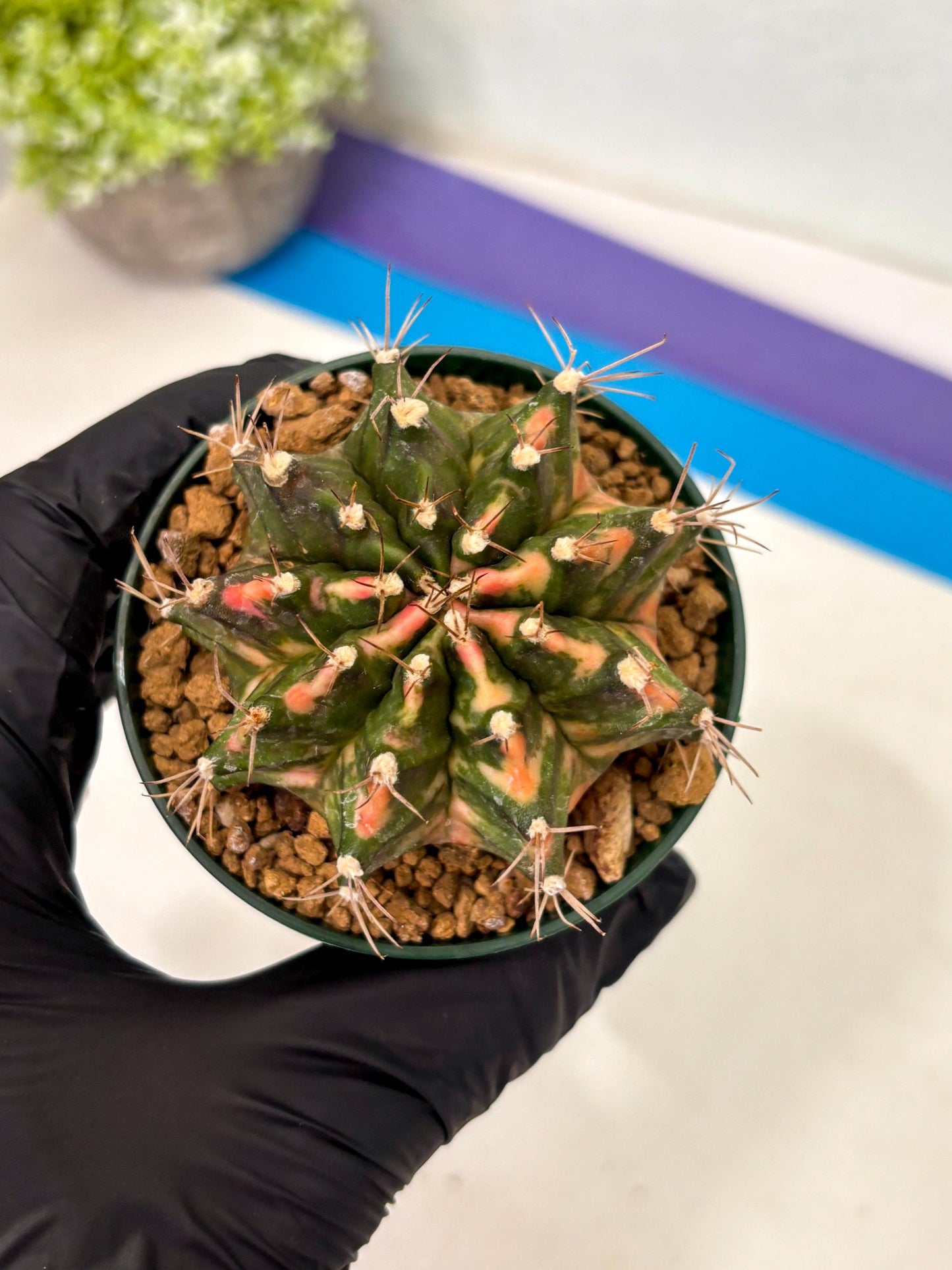 Gymnocalycium Mihanovichii (gy15) (y1) | Imported Plants