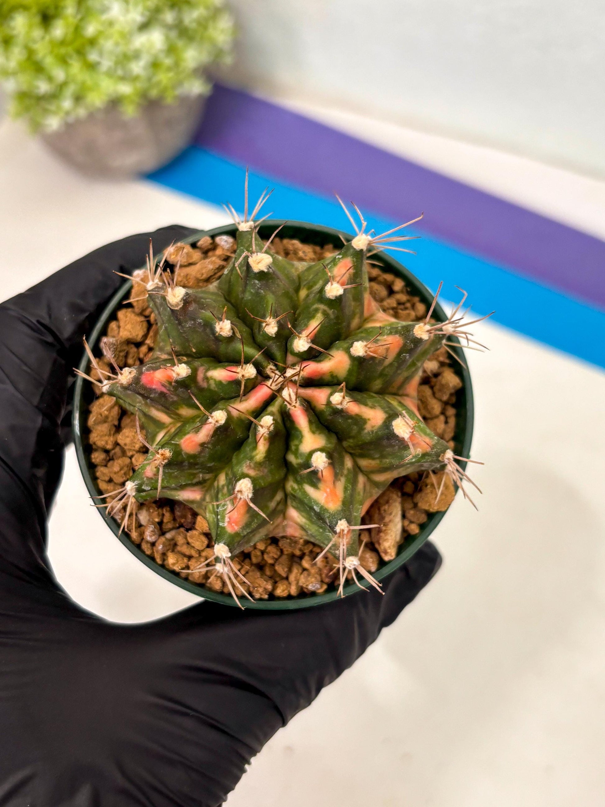 Gymnocalycium Mihanovichii (gy15) (y1) | Imported Plants