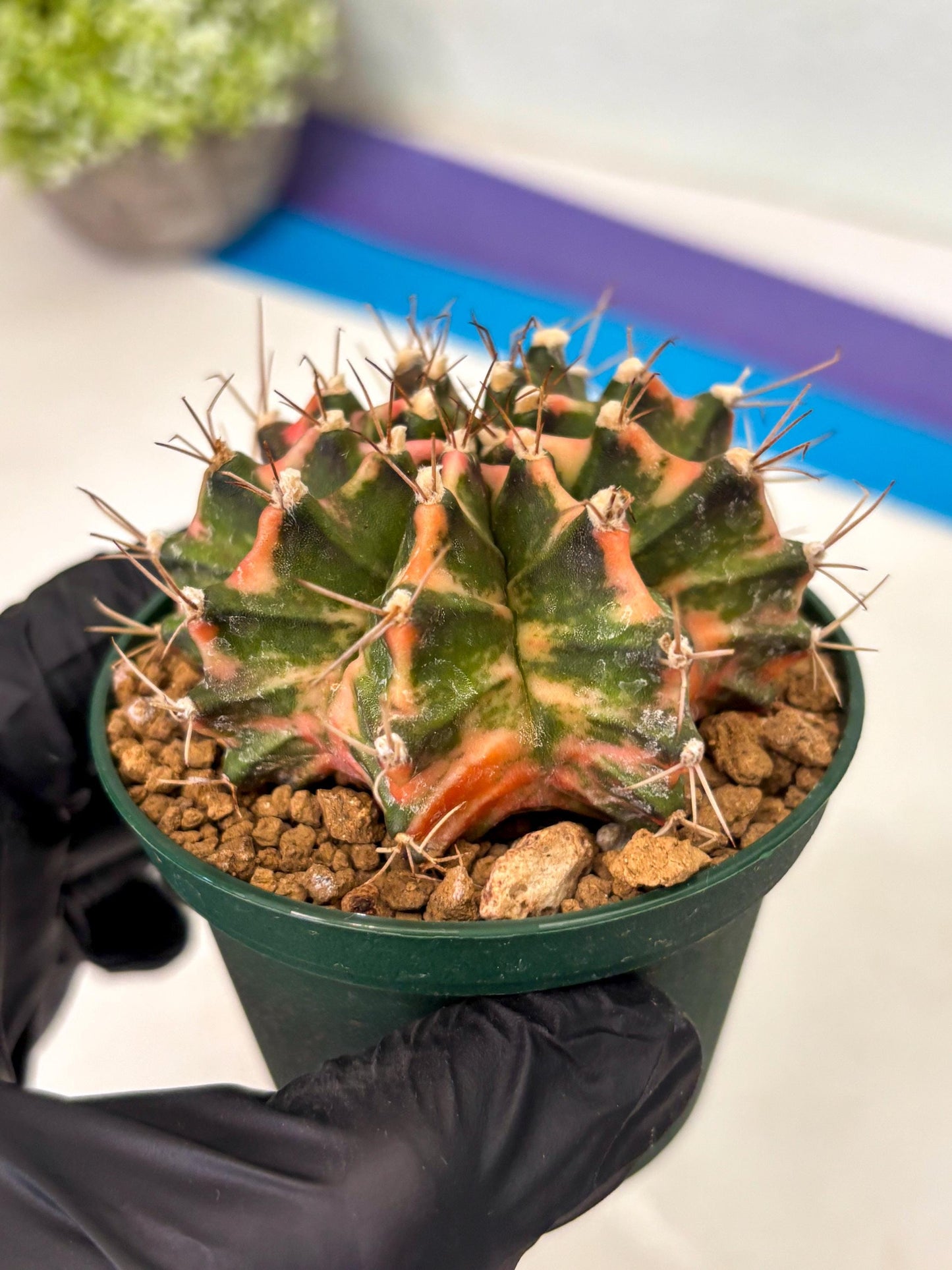 Gymnocalycium Mihanovichii (gy15) (y1) | Imported Plants