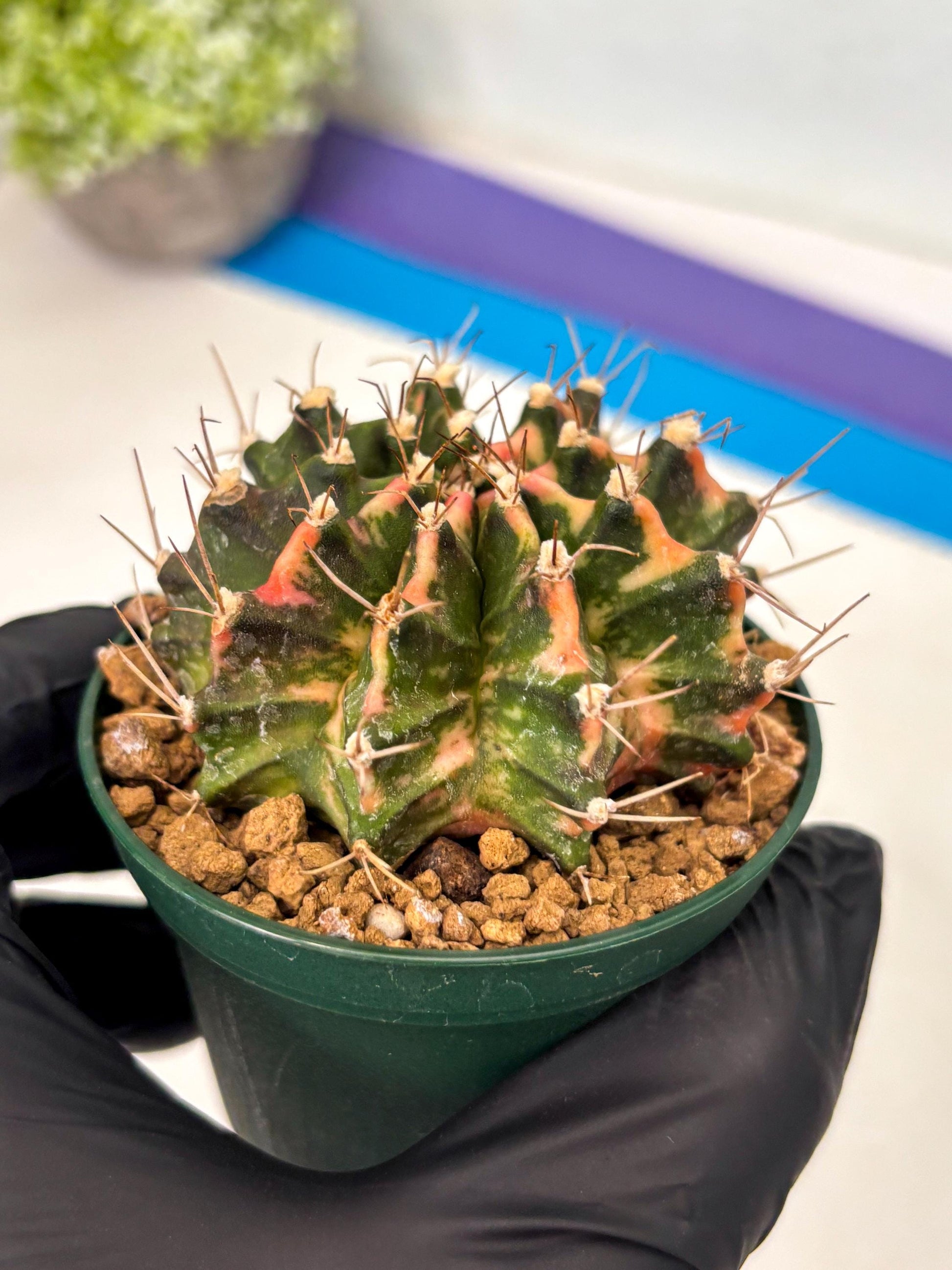 Gymnocalycium Mihanovichii (gy15) (y1) | Imported Plants