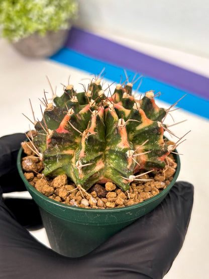 Gymnocalycium Mihanovichii (gy15) (y1) | Imported Plants