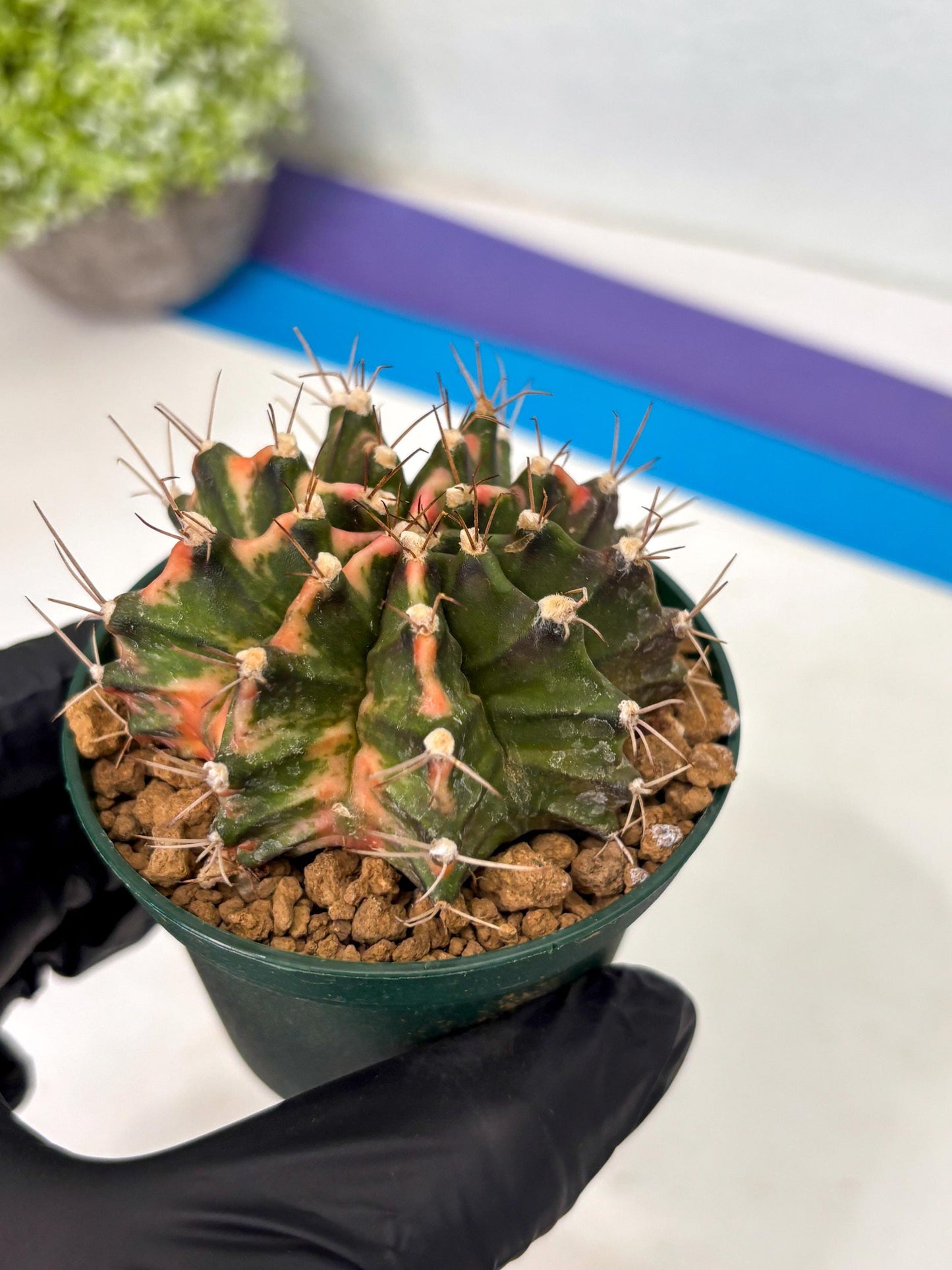 Gymnocalycium Mihanovichii (gy15) (y1) | Imported Plants