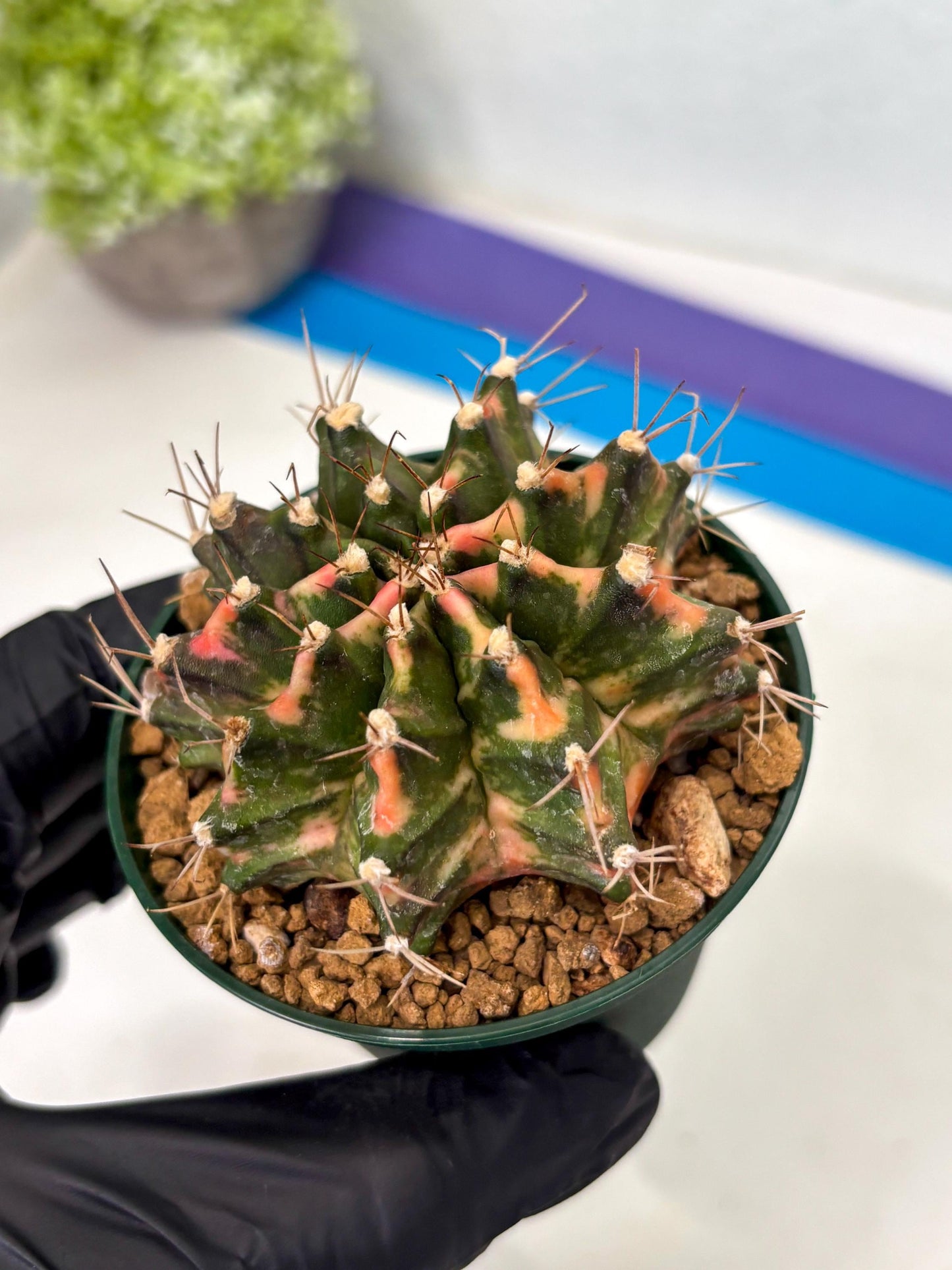Gymnocalycium Mihanovichii (gy15) (y1) | Imported Plants