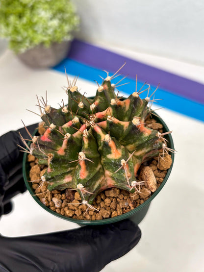 Gymnocalycium Mihanovichii (gy15) (y1) | Imported Plants