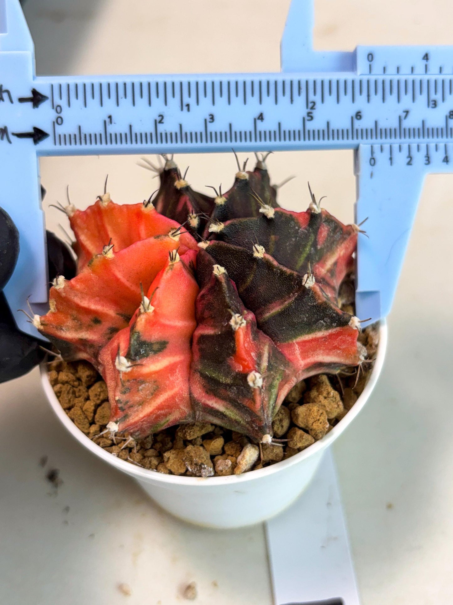 Gymnocalycium Mihanovichii (gy15) (y2) | Imported Plants