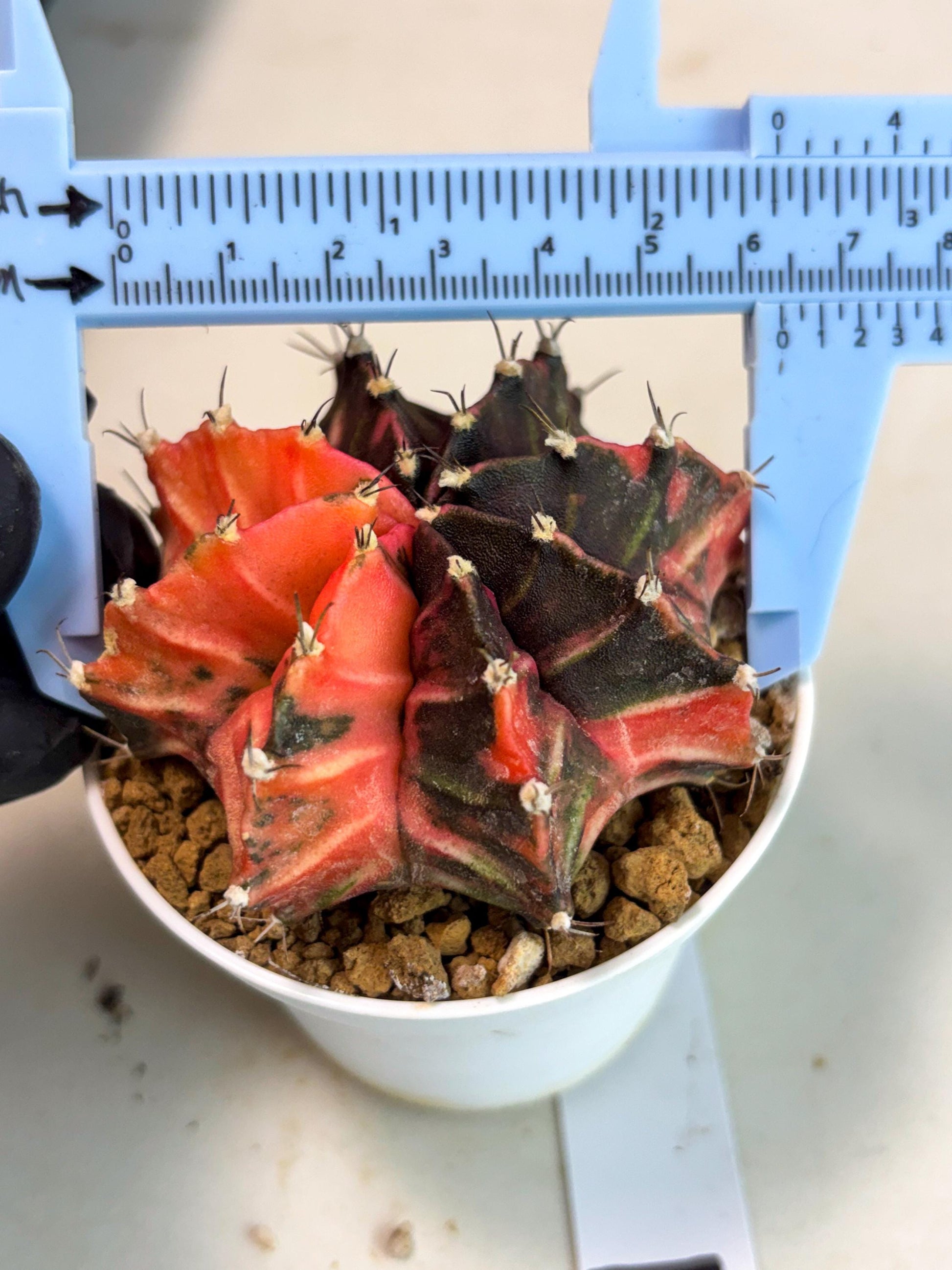 Gymnocalycium Mihanovichii (gy15) (y2) | Imported Plants