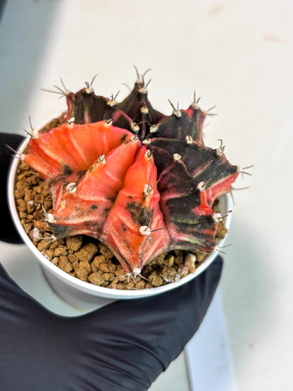 Gymnocalycium Mihanovichii (gy15) (y2) | Imported Plants