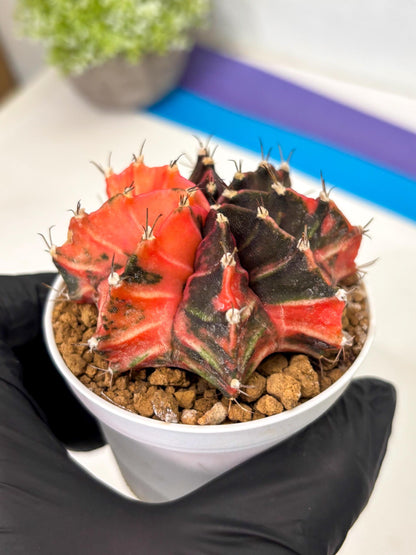 Gymnocalycium Mihanovichii (gy15) (y2) | Imported Plants