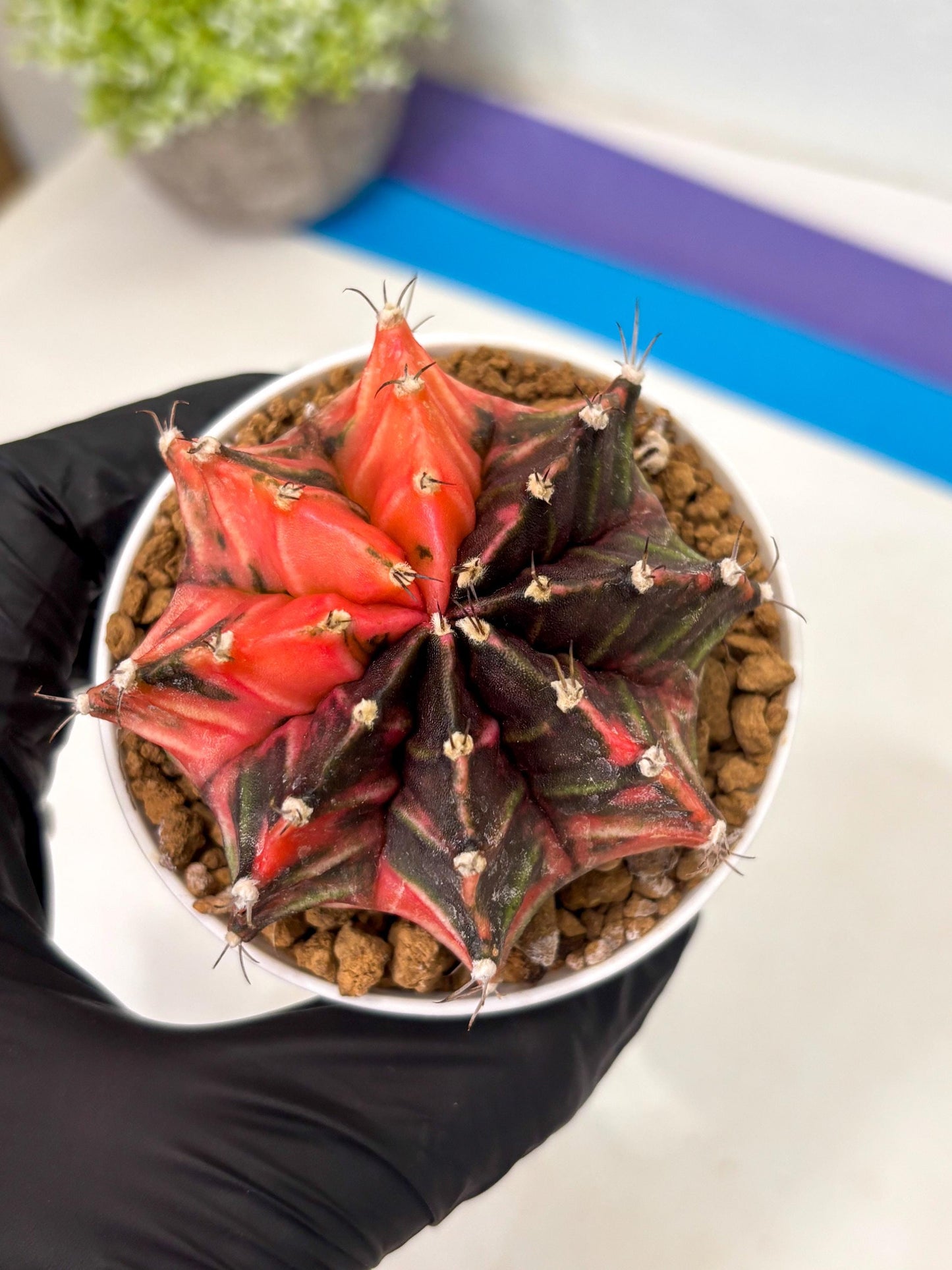 Gymnocalycium Mihanovichii (gy15) (y2) | Imported Plants