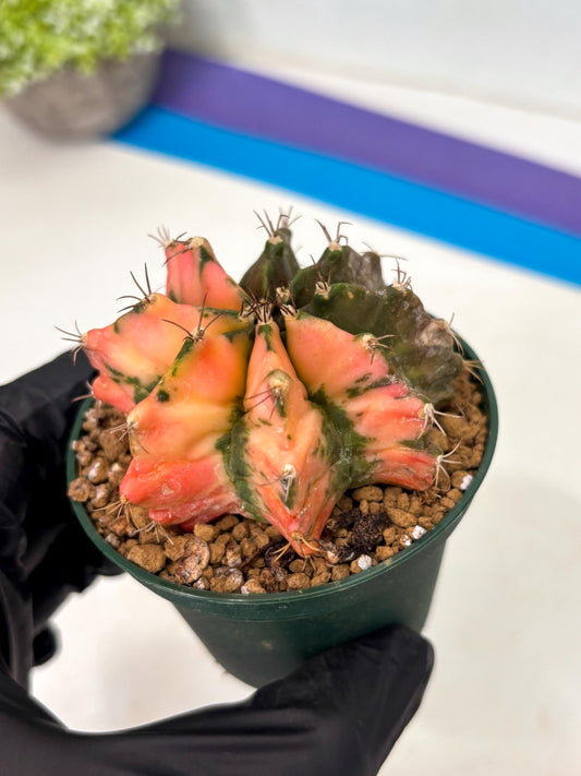 Gymnocalycium Mihanovichii (gy15) (y4) | Imported Plants