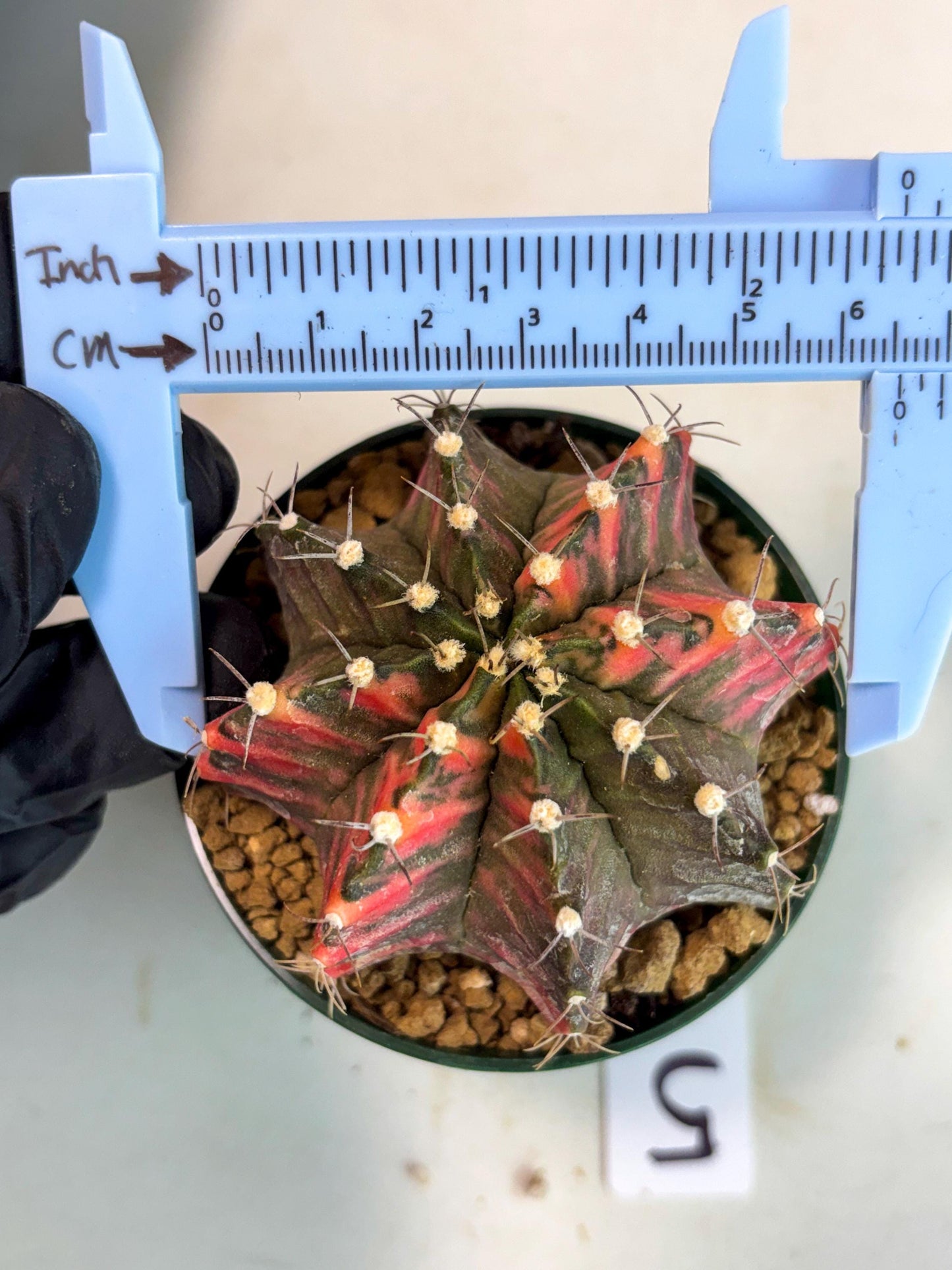 Gymnocalycium Mihanovichii (gy15) (y5) | Imported Plants