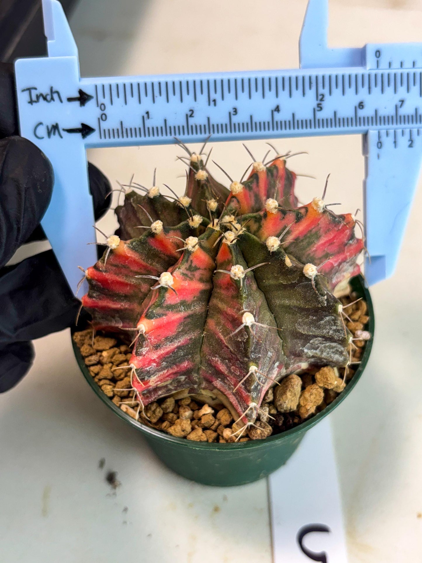 Gymnocalycium Mihanovichii (gy15) (y5) | Imported Plants