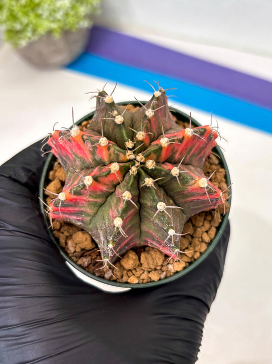 Gymnocalycium Mihanovichii (gy15) (y5) | Imported Plants