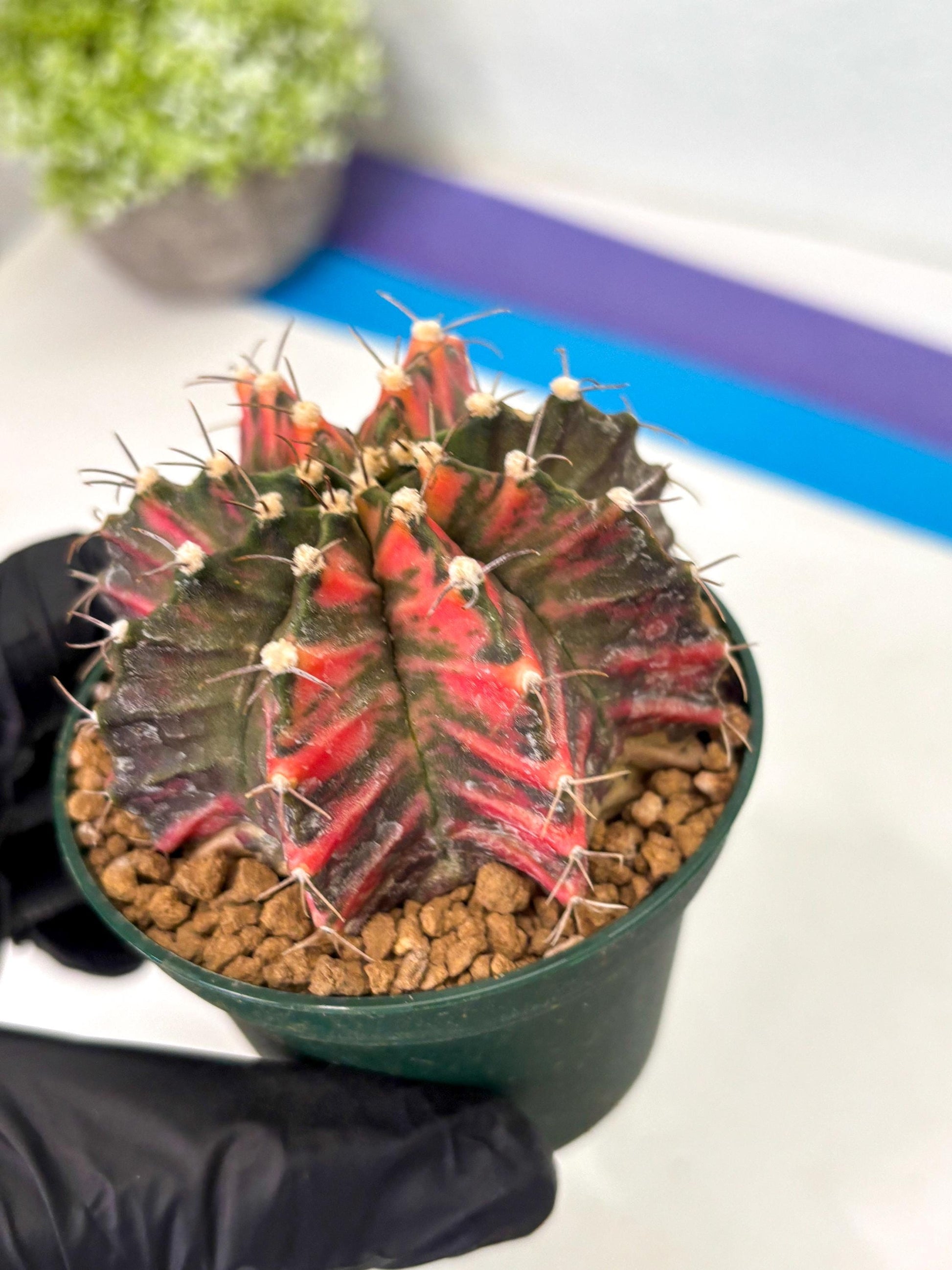 Gymnocalycium Mihanovichii (gy15) (y5) | Imported Plants