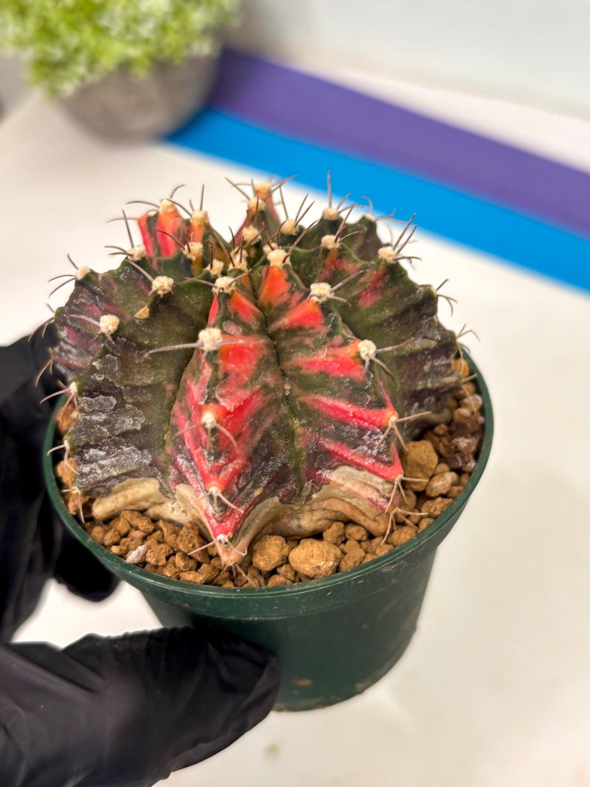 Gymnocalycium Mihanovichii (gy15) (y5) | Imported Plants