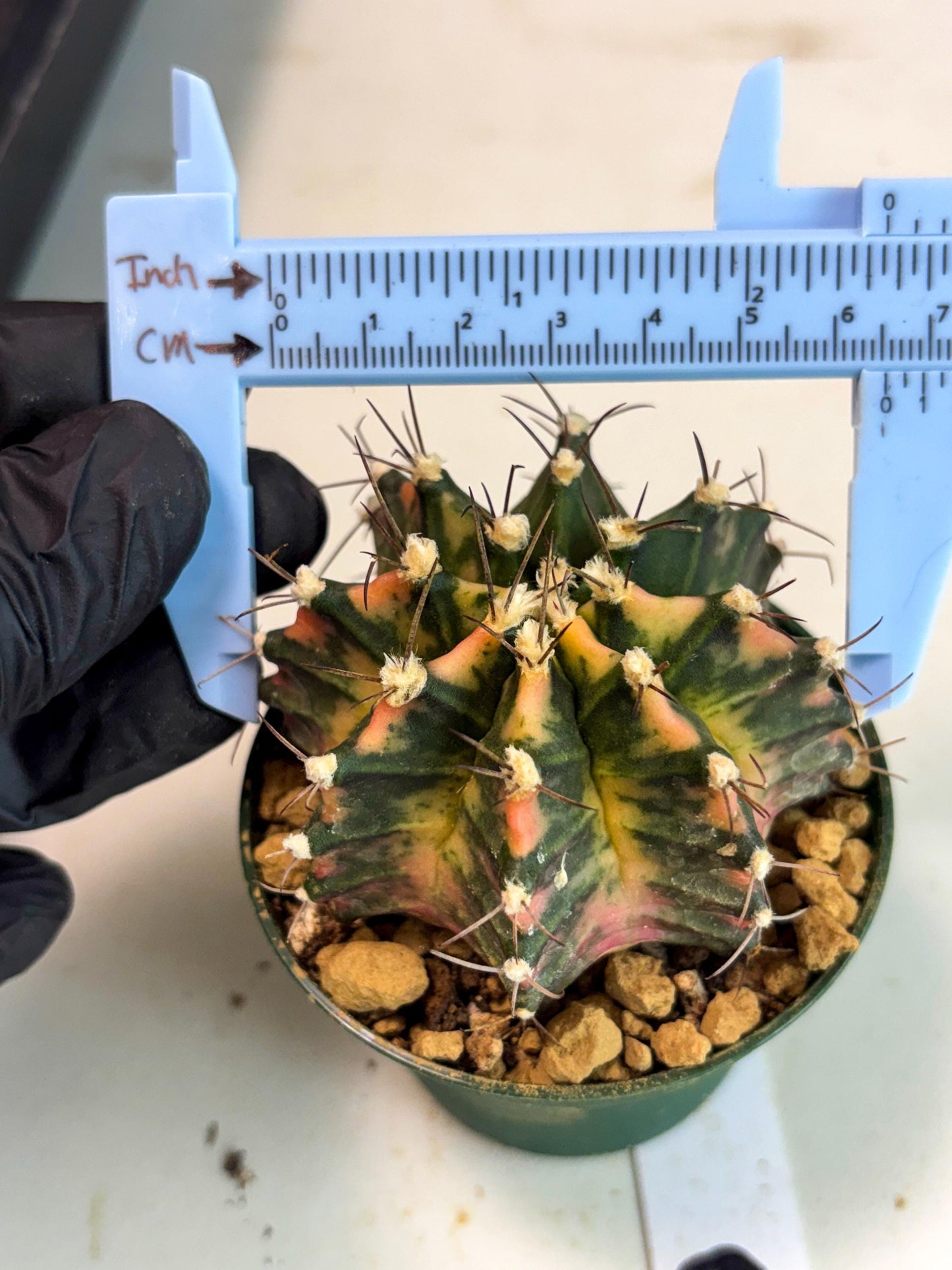 Gymnocalycium Mihanovichii (gy15) (y6) | Imported Plants