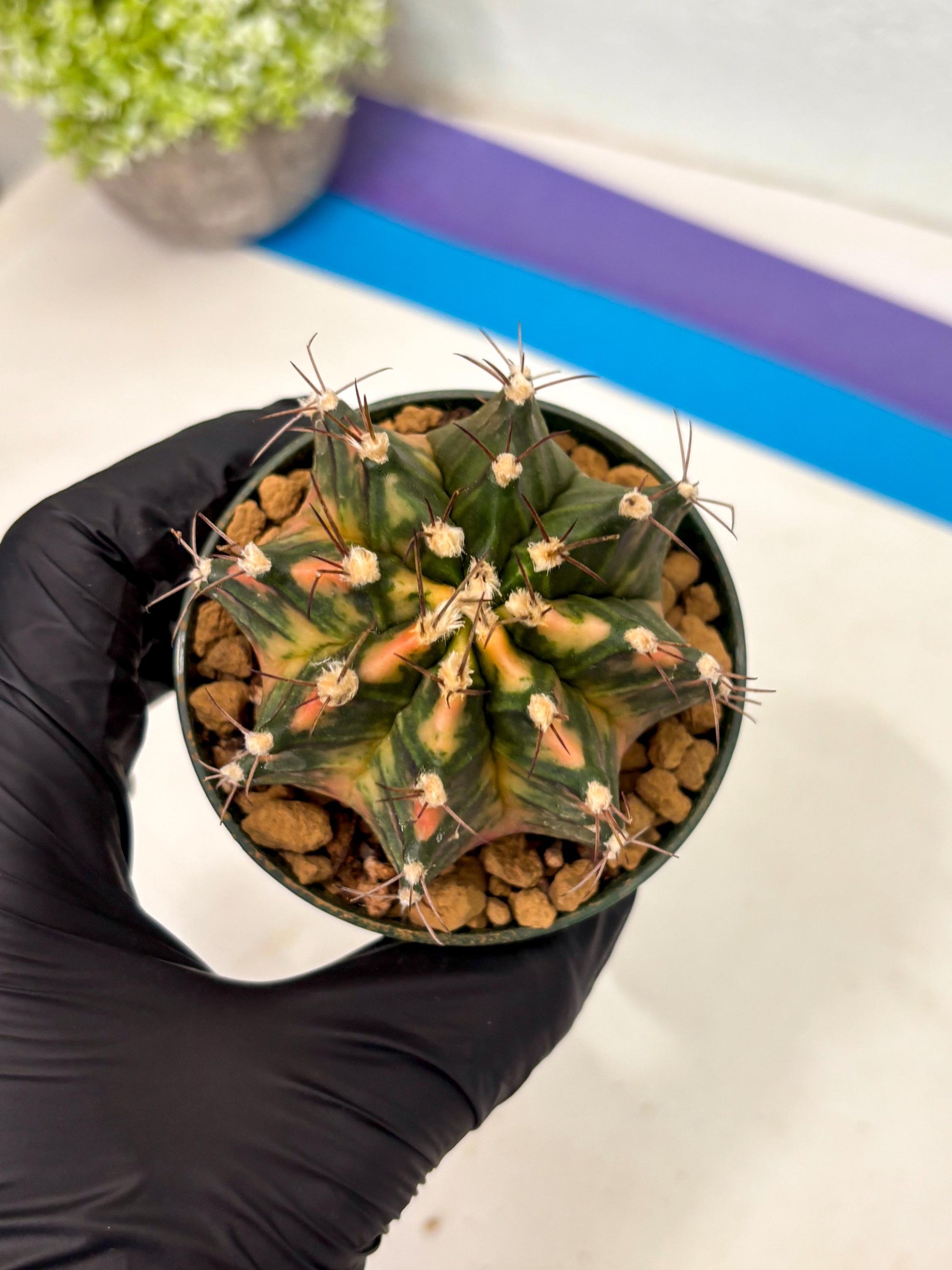 Gymnocalycium Mihanovichii (gy15) (y6) | Imported Plants