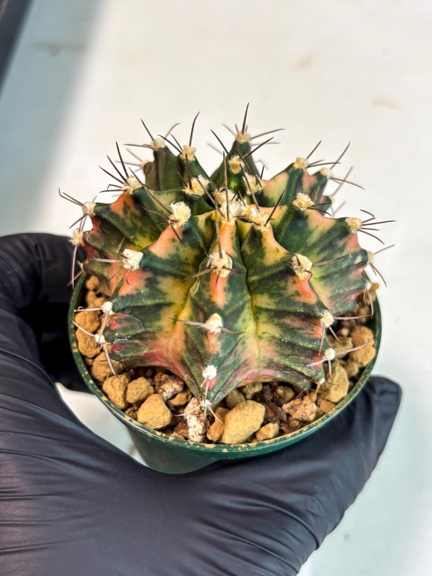 Gymnocalycium Mihanovichii (gy15) (y6) | Imported Plants