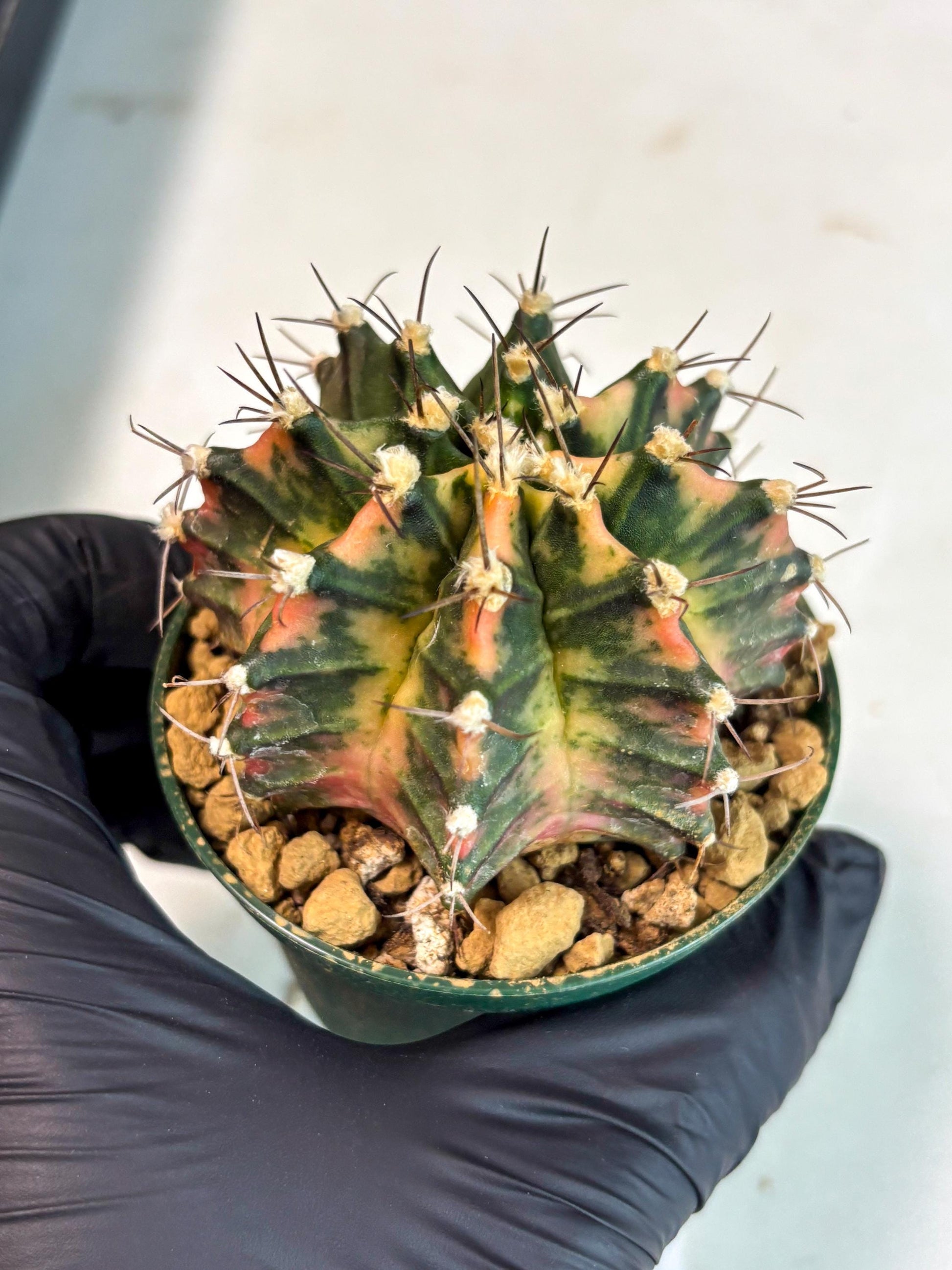 Gymnocalycium Mihanovichii (gy15) (y6) | Imported Plants