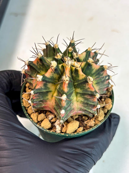 Gymnocalycium Mihanovichii (gy15) (y6) | Imported Plants
