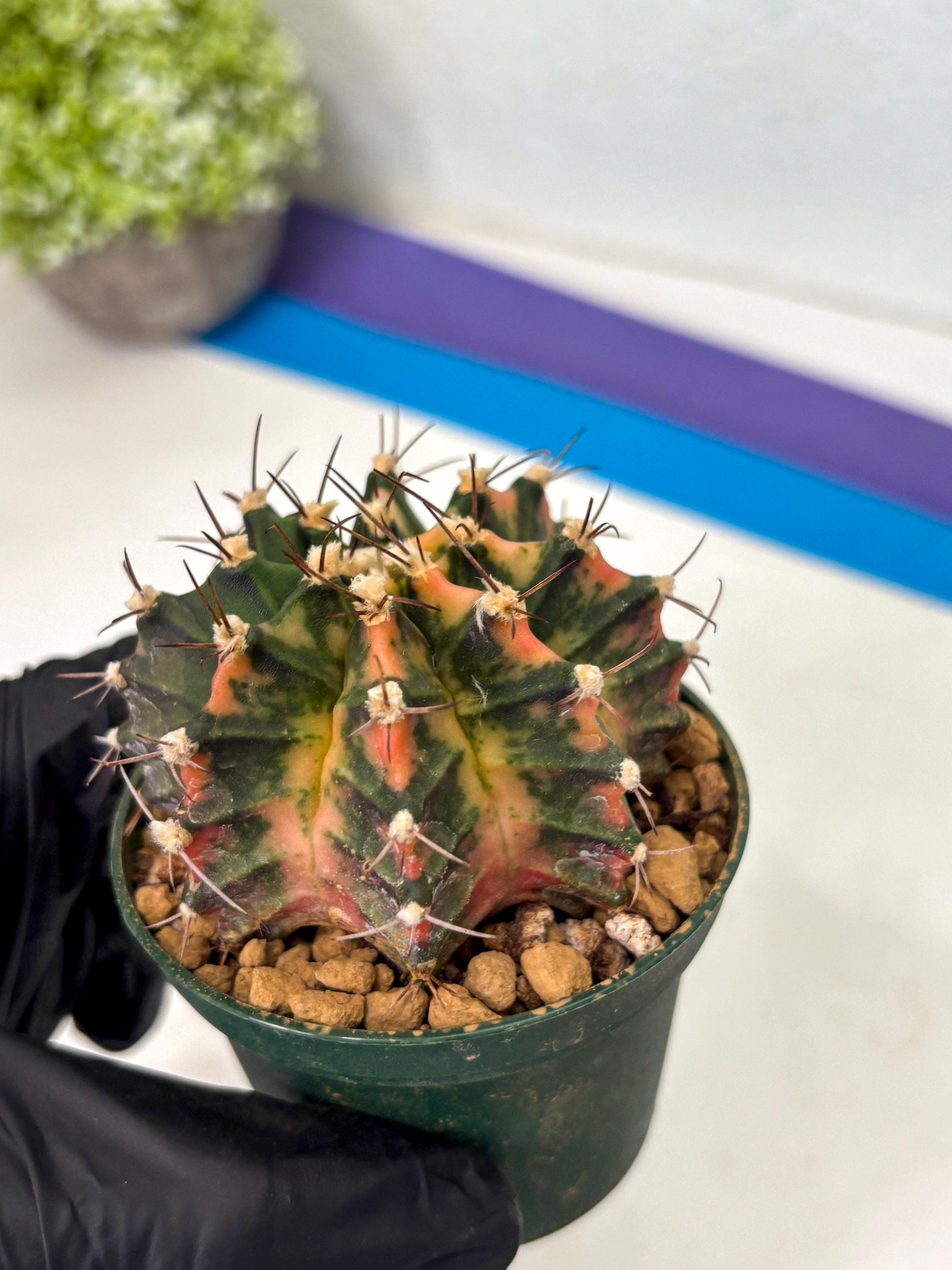 Gymnocalycium Mihanovichii (gy15) (y6) | Imported Plants