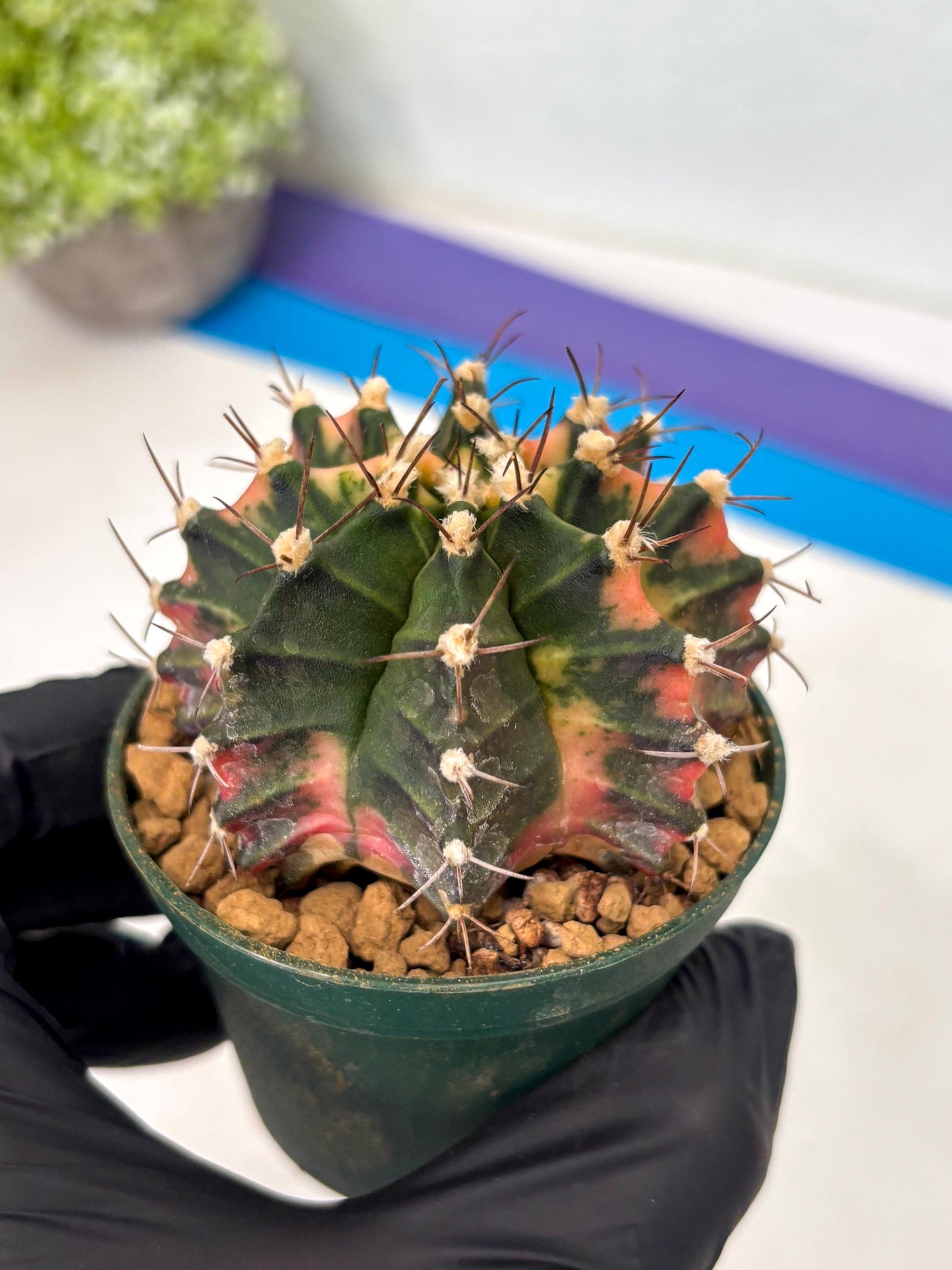 Gymnocalycium Mihanovichii (gy15) (y6) | Imported Plants