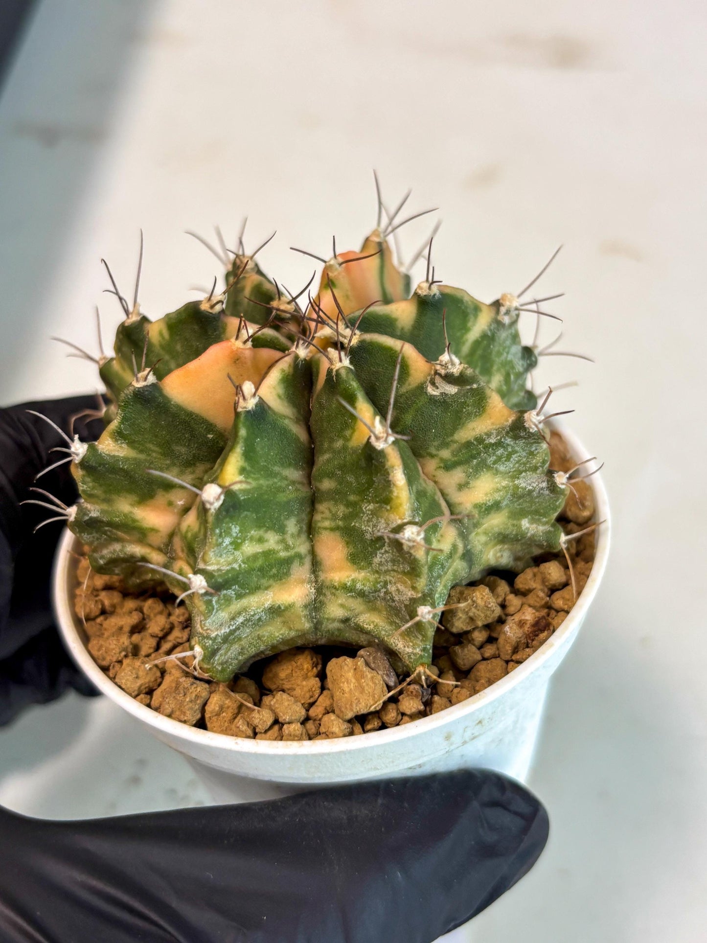 Gymnocalycium Mihanovichii (gy15) (y7) | Imported Plants