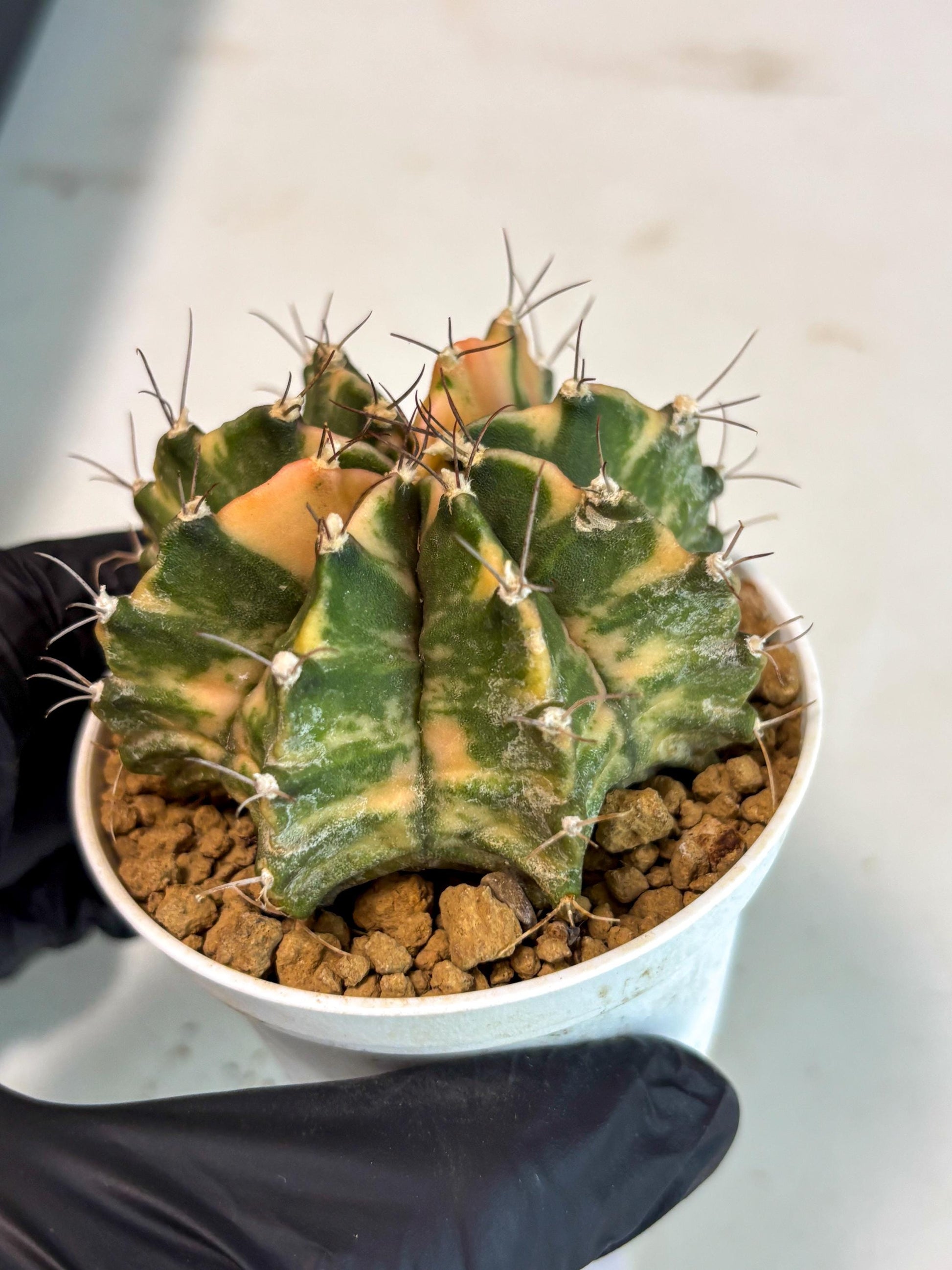 Gymnocalycium Mihanovichii (gy15) (y7) | Imported Plants