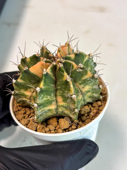 Gymnocalycium Mihanovichii (gy15) (y7) | Imported Plants