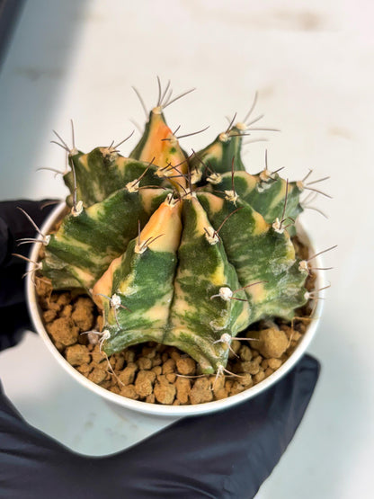 Gymnocalycium Mihanovichii (gy15) (y7) | Imported Plants