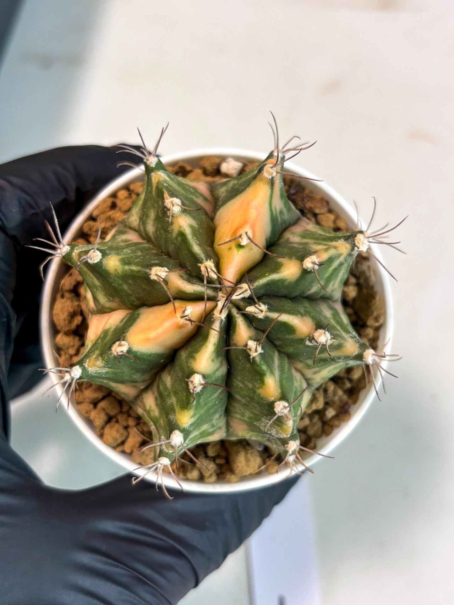 Gymnocalycium Mihanovichii (gy15) (y7) | Imported Plants
