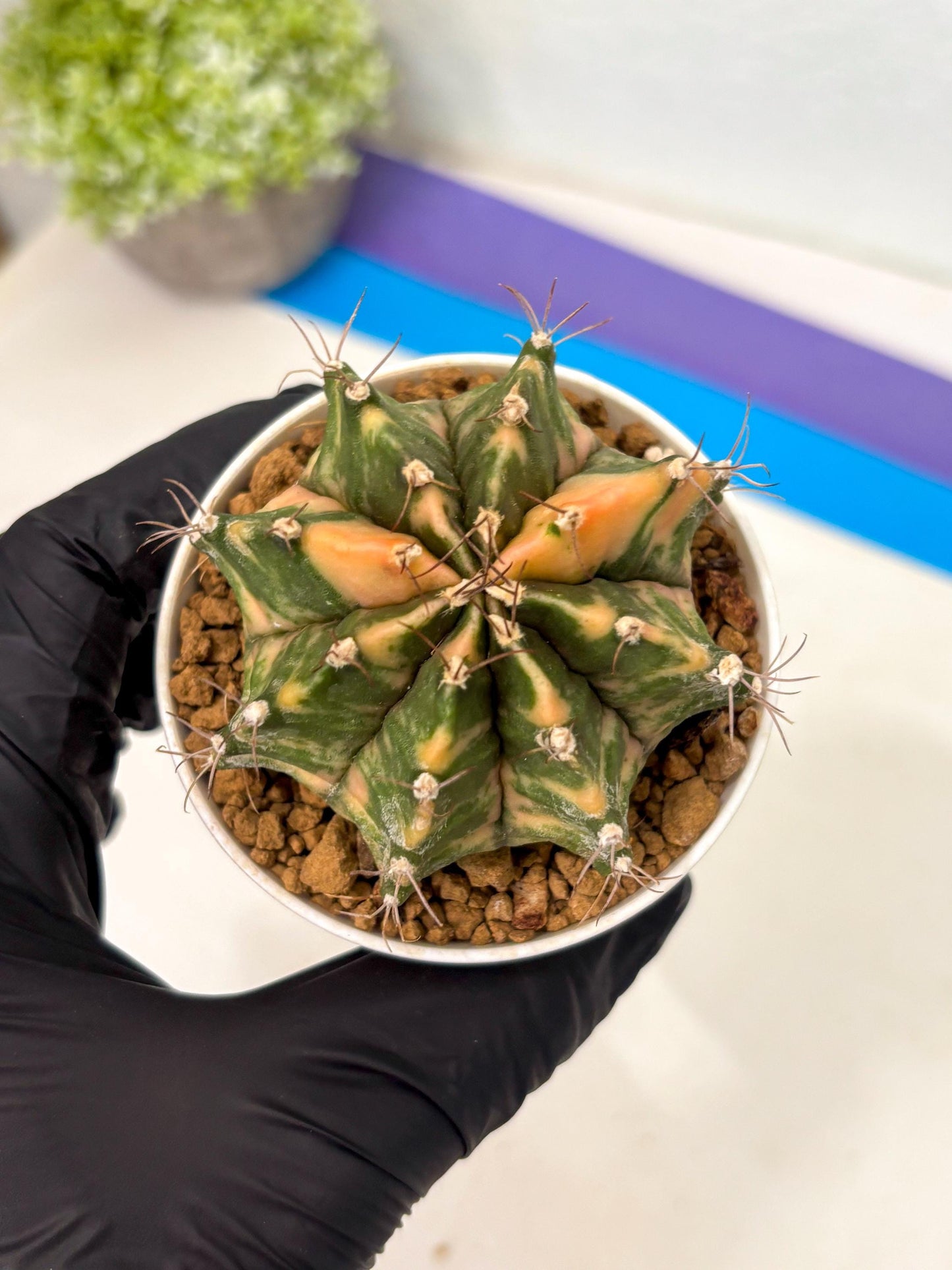Gymnocalycium Mihanovichii (gy15) (y7) | Imported Plants