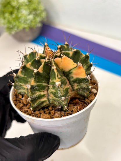 Gymnocalycium Mihanovichii (gy15) (y7) | Imported Plants