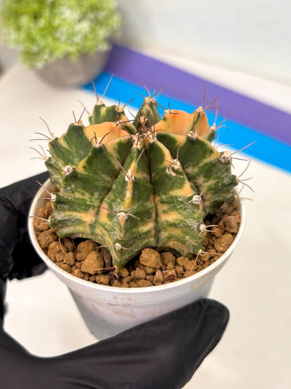 Gymnocalycium Mihanovichii (gy15) (y7) | Imported Plants