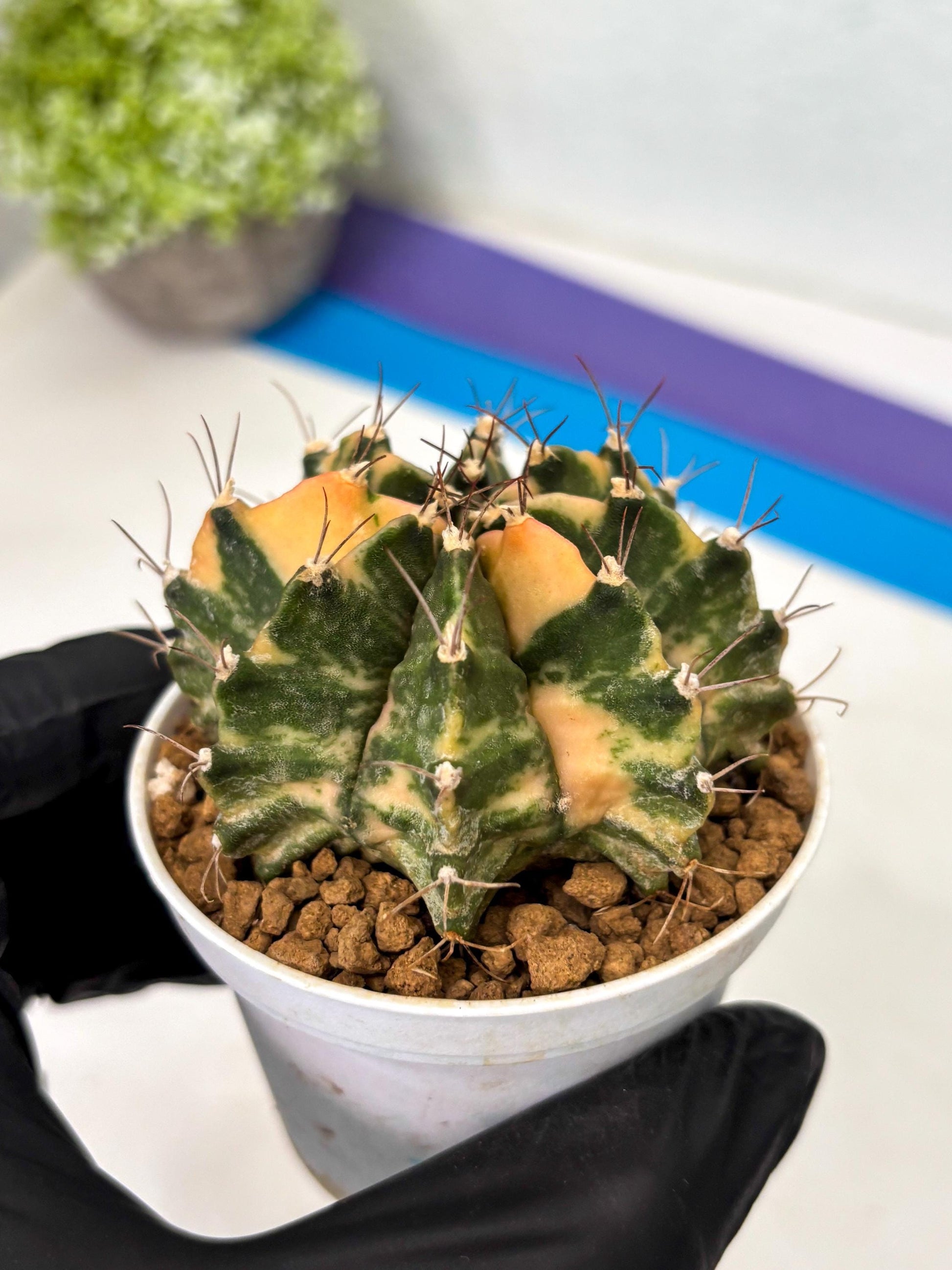 Gymnocalycium Mihanovichii (gy15) (y7) | Imported Plants
