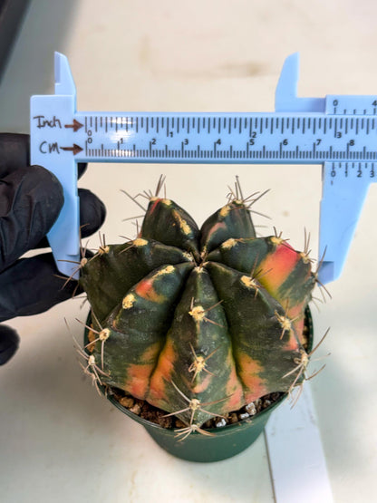 Gymnocalycium Mihanovichii (gy15) (r1) | Imported Plants
