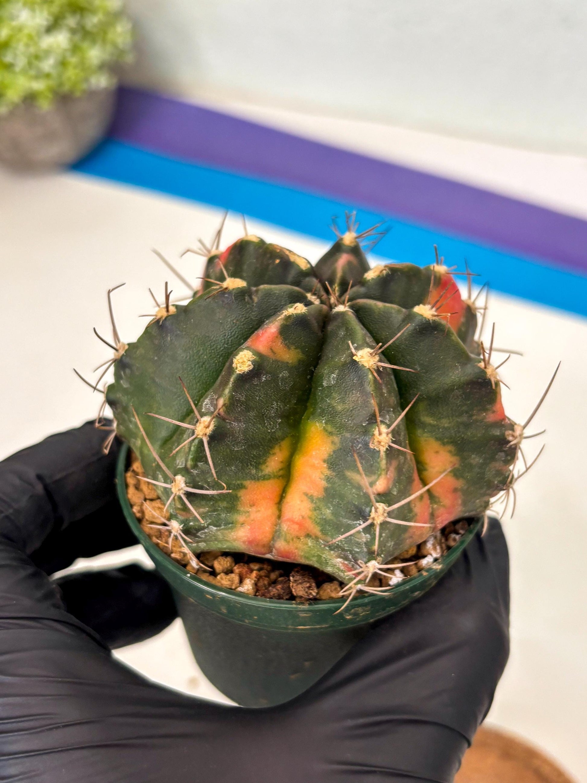 Gymnocalycium Mihanovichii (gy15) (r1) | Imported Plants