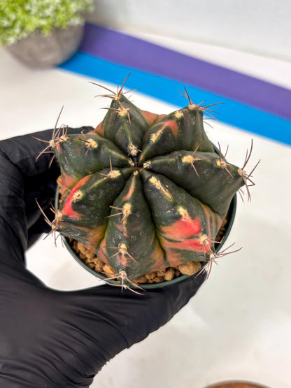 Gymnocalycium Mihanovichii (gy15) (r1) | Imported Plants