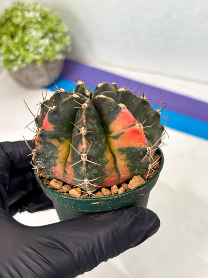 Gymnocalycium Mihanovichii (gy15) (r1) | Imported Plants