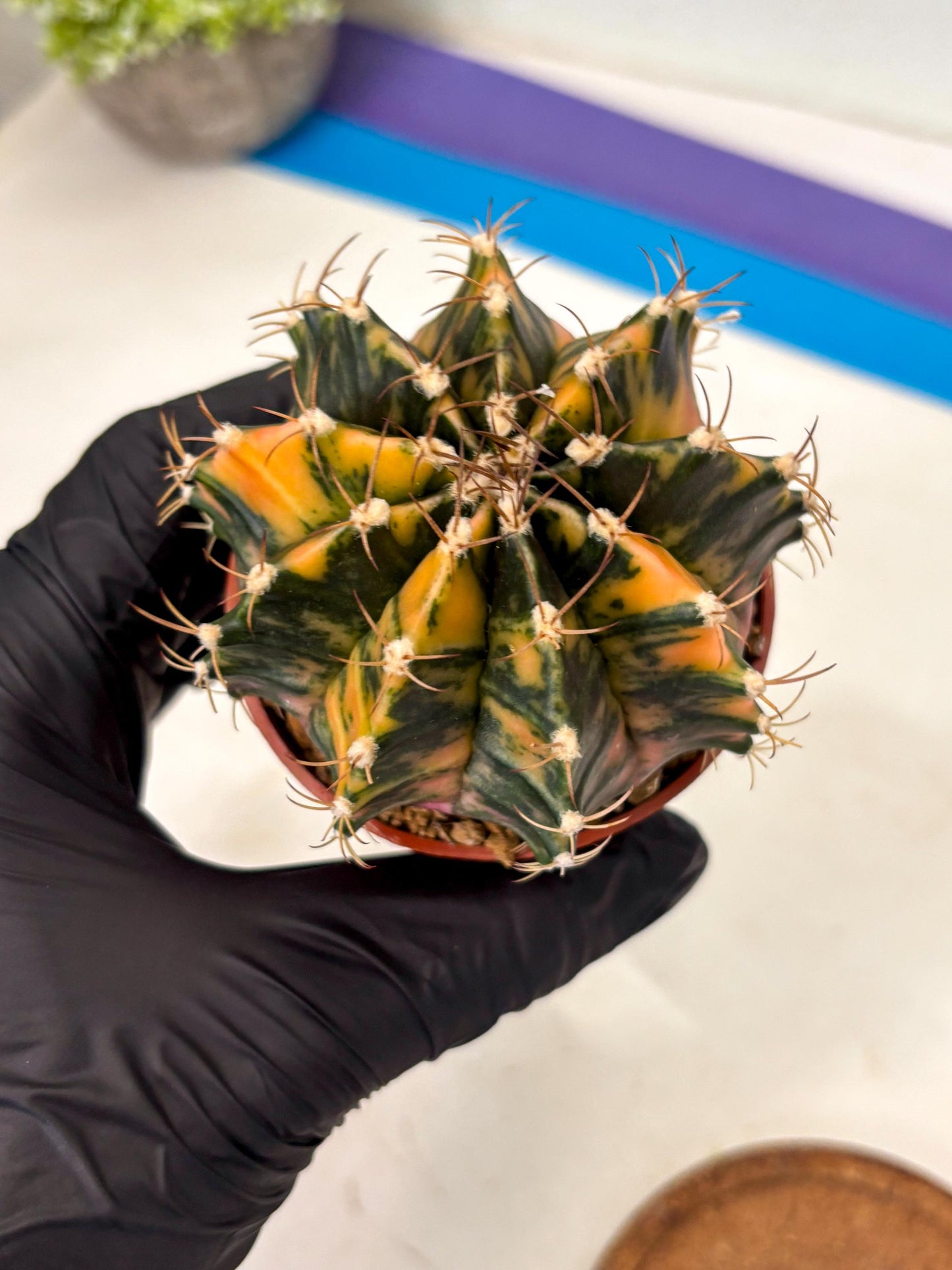 Gymnocalycium Mihanovichii (gy15) (r2) | Imported Plants